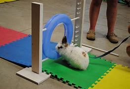 Image result for Rabbit Jump