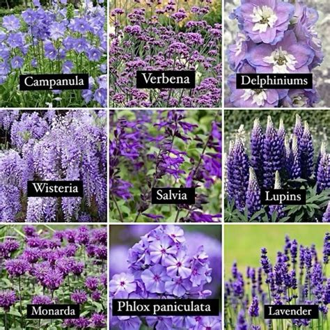10 purple flowers names with pictures flower names – Artofit