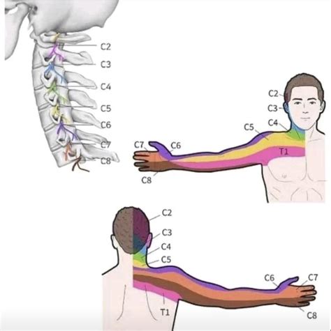 Pin by Nia Goodwin on OT craze | Medical anatomy, Physical therapy assistant, Medical knowledge
