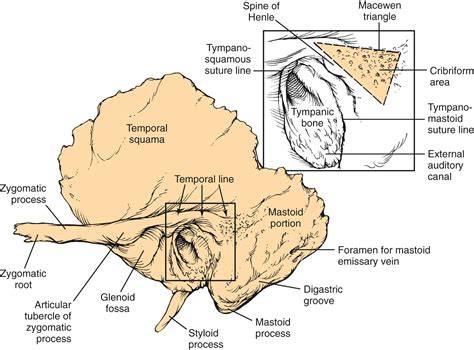 Anatomy of the Temporal Bone, External Ear, and Middle Ear - Clinical Tree