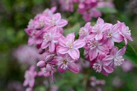Spring Flowering 的图像结果