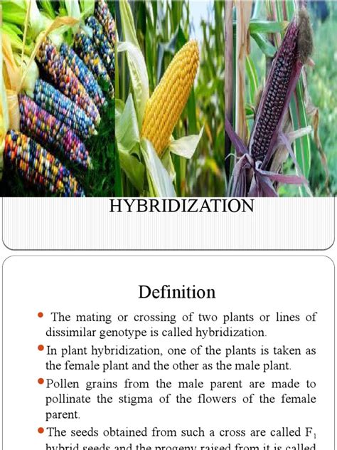HYBRIDIZATION | PDF | Plant Breeding | Hybrid (Biology)