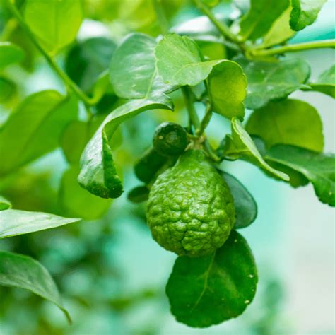 Italy ingredients - Juicy Chemistry