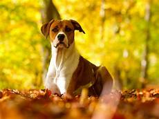 Fall Backgrounds Dogs by Fall Wallpaper With Dogs Wallpapersafari Fall Backgrounds Dogs
