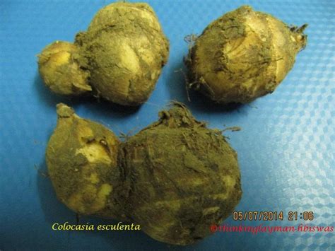 Medicinal Plant Details