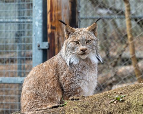Pet Canadian Lynx Assiniboine Park Zoo | Canadian Lynx Bijou Is