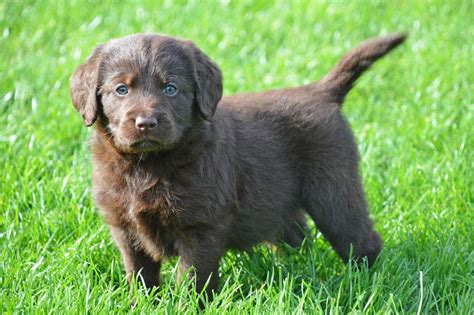 Image result for Labradoodle
