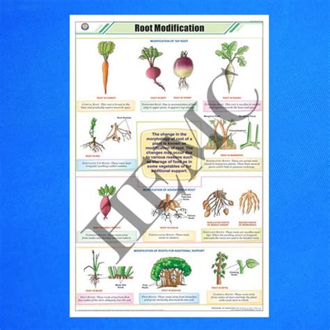 Image result for Root Modification Class 5