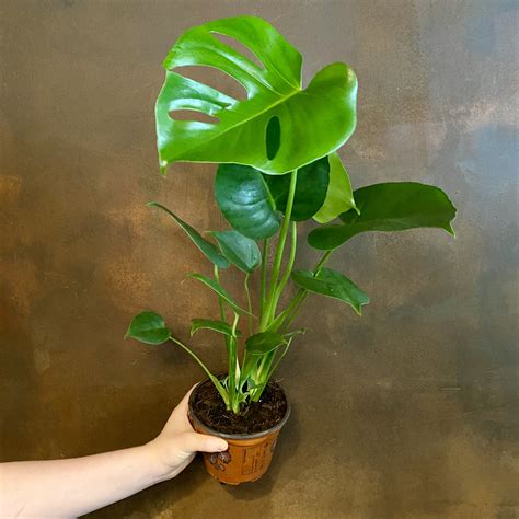 What Pot Size For Monstera at Manuel Breeden blog