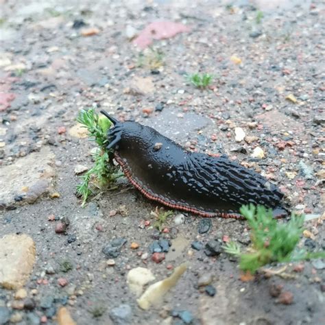 What Causes Slugs In Gardens How To Get Rid Of Slugs And Snails In The
