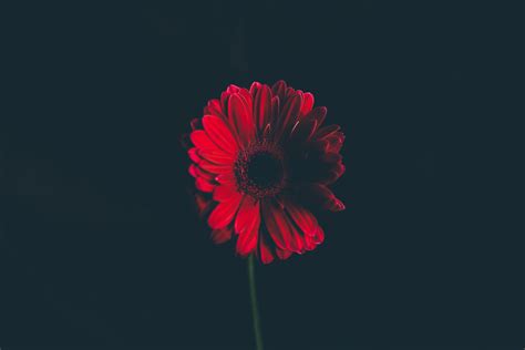 Dark Flower Wallpapers - Top Free Dark Flower Backgrounds - WallpaperAccess