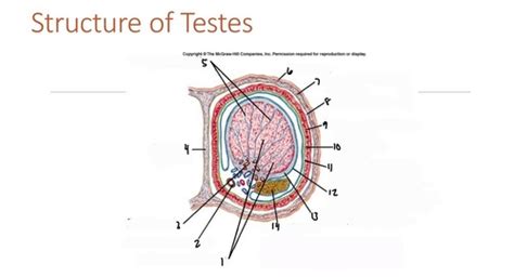 Image result for Testes Structure Class 12