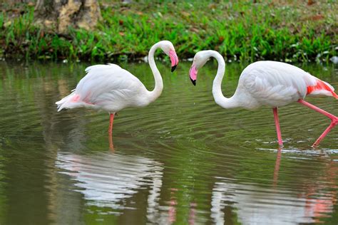 White Flamingo Bird