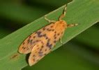 Insect Pests