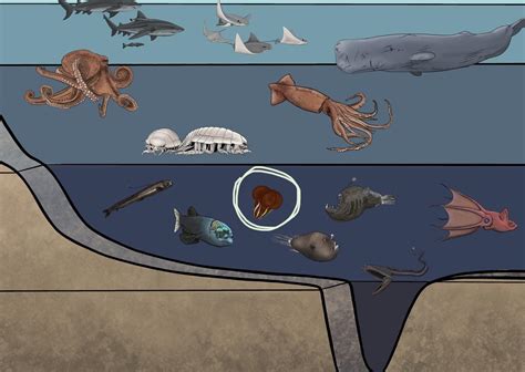 Ocean Zones Abyssal Creature The Lower Bathyal And Abyssal Seafloor