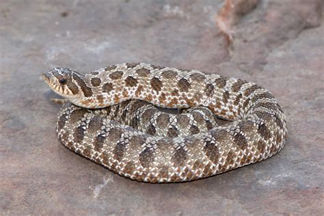 Western Hognose Care