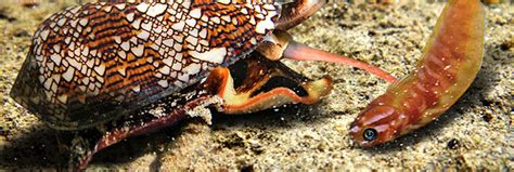 Image result for Cone Shell Venom