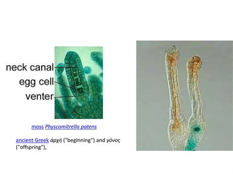 Image result for Echiler Classification System