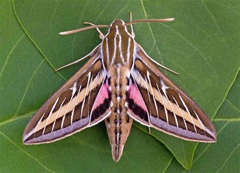 20 Moth Species More Beautiful Than Butterflies