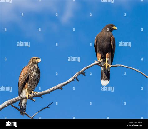 Two Harris Hawks (Parabuteo unicinctus), one immature and one adult, perched on a tree branch ...