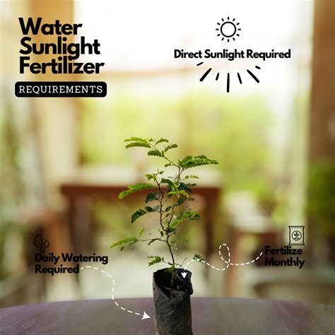 Sweet Tamarind / Madhura Puli / Valanpuli (tamarindus indica) (Grafted ...