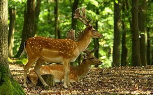 Image result for Cute Forest Creatures