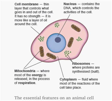 Cell Structure GCSE 的图像结果