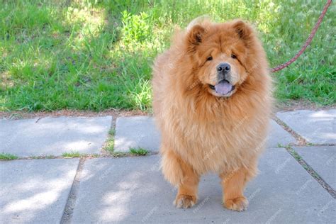 Chow Chow Blue Dog