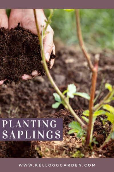 Image result for Planting Saplings Tutorial