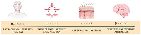The Impact of Inotropes and Vasopressors on Cerebral Oxygenation in ...
