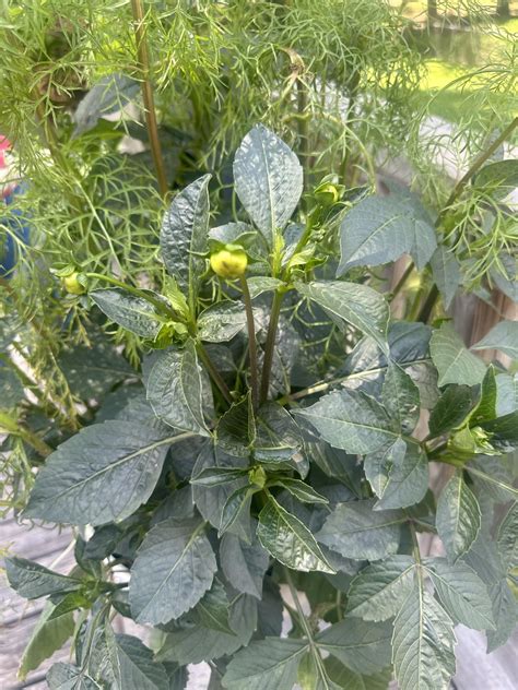 Any idea what these are : r/plant