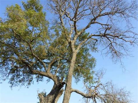 Wooo.lovely - Review of The Impala Kilimanjaro Hotel, Moshi - Tripadvisor