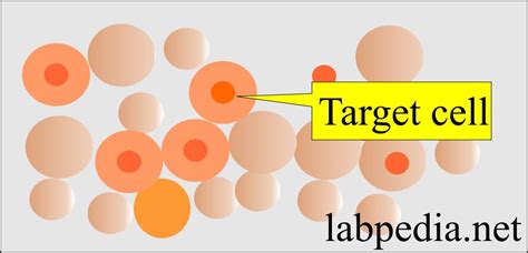 Image result for Target Cells