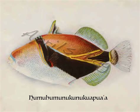 Antique Fish Print, Humuhumunukunukuapua'a Print, Hawaiian State Fish Print