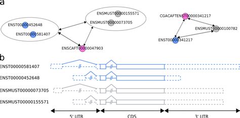 RNA Transcript Graph 的图像结果