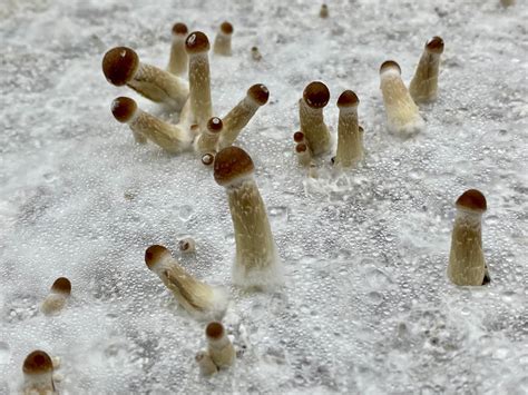 What Do Pins Look Like Mushrooms at Kerri Franklin blog