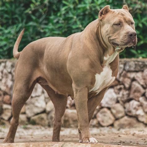 XXL American Bully -XXL Luxor Bullys Dakota