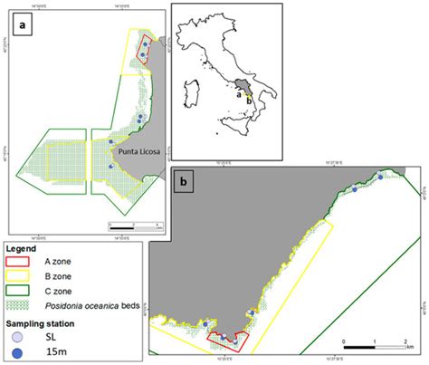 Benthic Fish Communities Associated with Posidonia oceanica Beds May ...