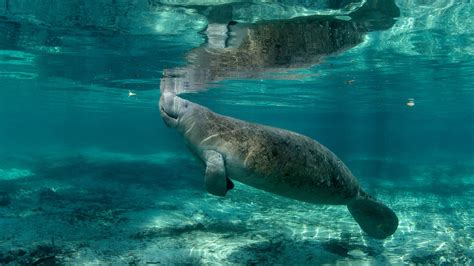 Bing image: Manatee Appreciation Day - Bing Wallpaper Gallery