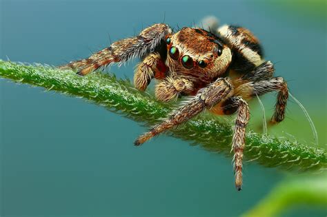 Image result for Spider Species Classification Using Machine Learning