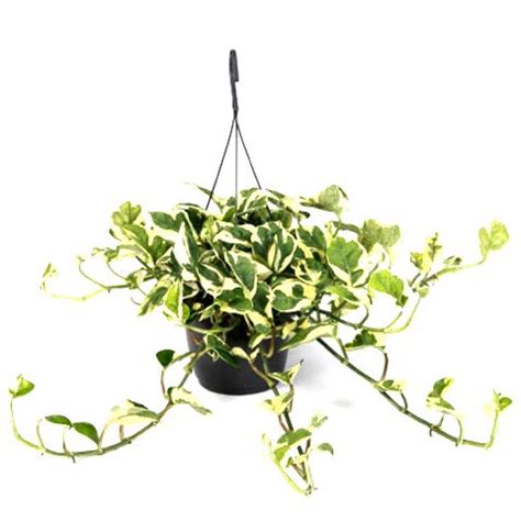 Buy Money Plant Variegated with Hanging Basket Big online at best price