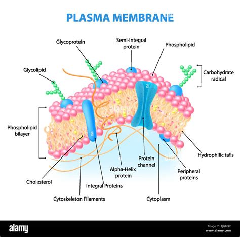 Glycoprotein Glycolipid