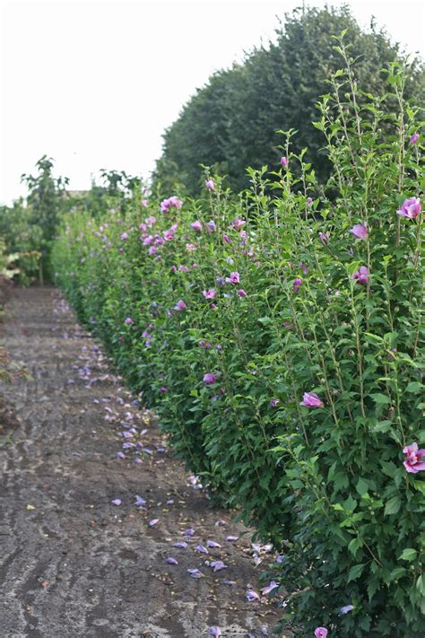 Rose Of Sharon Hedge In Winter Plants_details Adcock's Nursery