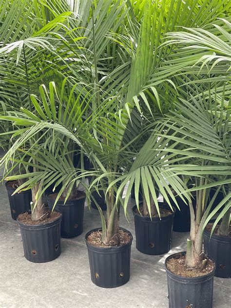 Majesty Palm Indoor Plant Care