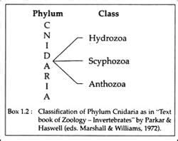 Cnidaria: Classification and Features - Zoology Optional Notes for UPSC ...