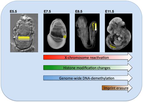 Image result for Gene Expression Reprogramming