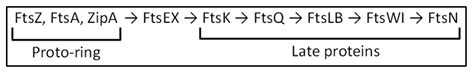 An Updated Model of the Divisome: Regulation of the Septal ...