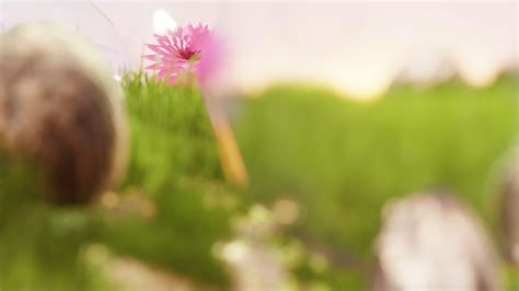 Spring and flower 23284521 Stock Video at Vecteezy