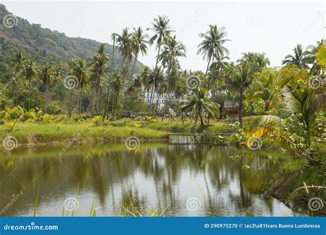 Landscape of Marshes, Lagoons and Palm Trees on the Island of Koh Chang ...
