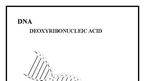 Biology project 1 - 658966 - DNA DEOXYRIBONUCLEIC ACID TABLE 0F CONTENT ...